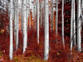 Fall Birches | Obraz na stenu