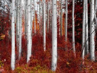 Fall Birches | Obraz na stenu