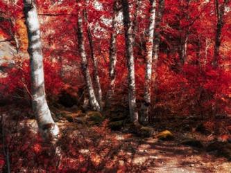 Red Trees Path | Obraz na stenu