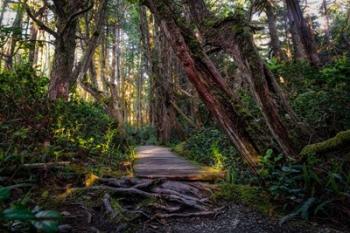 The Path | Obraz na stenu