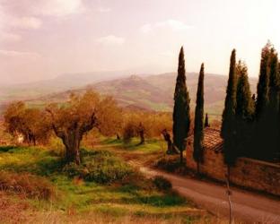 Toscana, Italia No. 709 | Obraz na stenu