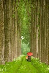 Two Umbrellas, Belgium | Obraz na stenu