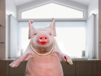 Lipstick On A Pig | Obraz na stenu