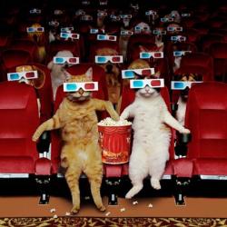 Pet Show | Obraz na stenu