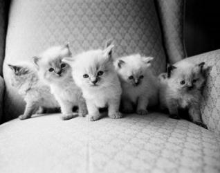 Five Kittens | Obraz na stenu