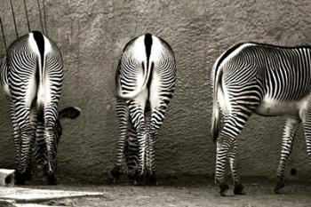Zebra Butts | Obraz na stenu
