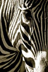 Zebra Head | Obraz na stenu
