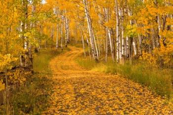 Aspen Tree Trunks | Obraz na stenu