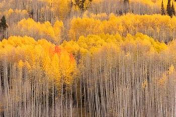 Beckwith Aspens | Obraz na stenu