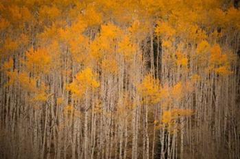 Intimate Aspen | Obraz na stenu
