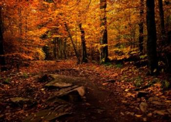 Autumn Path | Obraz na stenu