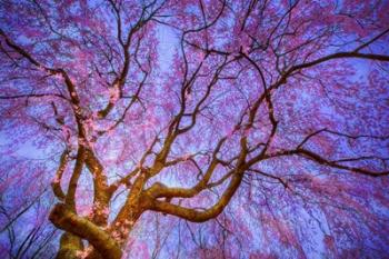 Weeping Cherry | Obraz na stenu