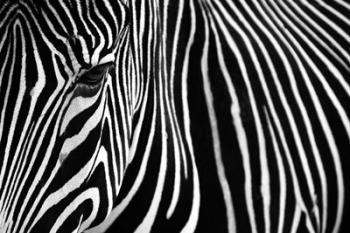 Zebra in Lisbon Zoo | Obraz na stenu