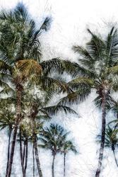 Dorado Palms 2 | Obraz na stenu
