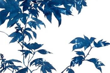 Quercifolia | Obraz na stenu