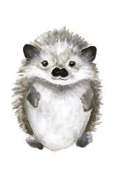 Little Hedgehog | Obraz na stenu