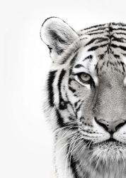 White Tiger | Obraz na stenu