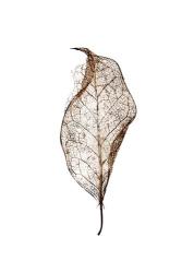 Leaf | Obraz na stenu