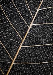 Leaf Veins | Obraz na stenu