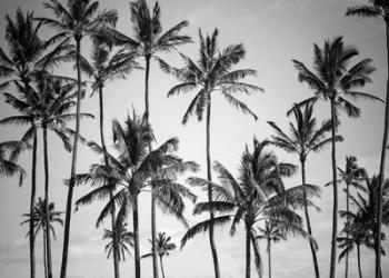 Palm Heaven | Obraz na stenu