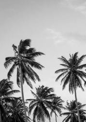 Palms in Grey | Obraz na stenu