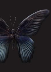 Black Butterfly on Grey | Obraz na stenu
