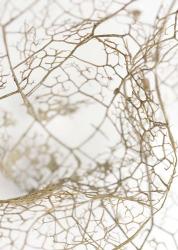 Leaf Skeleton | Obraz na stenu