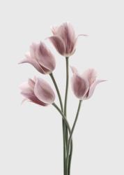 Tulips Pink | Obraz na stenu