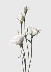 Lisianthus White | Obraz na stenu