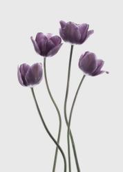 Tulips Purple | Obraz na stenu