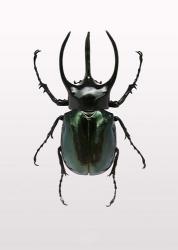 Beetle 2 | Obraz na stenu