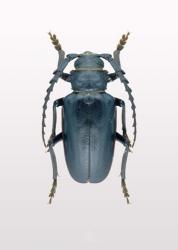 Beetle 3 | Obraz na stenu