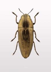 Beetle 4 | Obraz na stenu