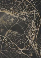 Leaf Skeleton Dark | Obraz na stenu