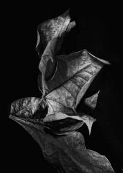 Leaf Composition, Dark | Obraz na stenu