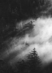 Misty Pine Woods | Obraz na stenu