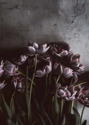 Dark Tulips | Obraz na stenu