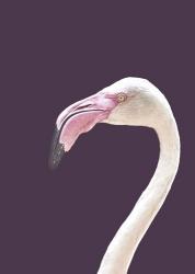 The Flamingo | Obraz na stenu