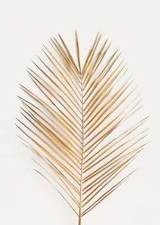 Palm Leaf Gold | Obraz na stenu