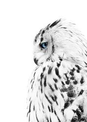 White Owl | Obraz na stenu