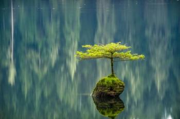 Fairy Lake Bonsai | Obraz na stenu
