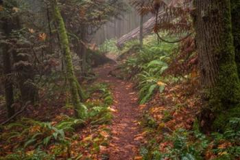 Forest Stroll | Obraz na stenu