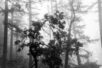 Foggy Trees | Obraz na stenu