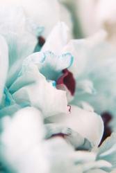 Paris Petals 2 | Obraz na stenu