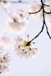 Paris Petals | Obraz na stenu
