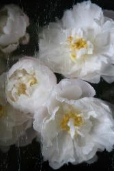 Paris Bloom - Market Flowers | Obraz na stenu