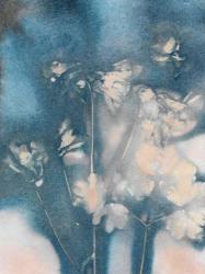 Columbine 2 Peach Blue | Obraz na stenu