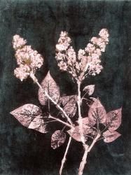Lilac 1 Blush Dark Green | Obraz na stenu