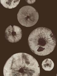 Mushroom 5 Dark Brown | Obraz na stenu