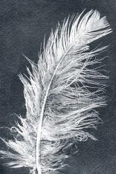 Feather 1 Dark | Obraz na stenu